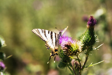 Papillon butine une fleur de chardon sauvage.