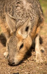 Primer plano de una mara patagónica. Dolichotis patagonum