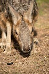 Primer plano de una mara patagónica. Dolichotis patagonum