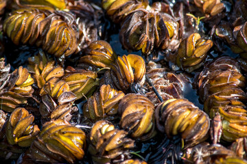 Plantas acuáticas en el estanque