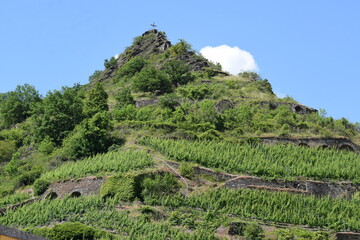 Fototapeta na wymiar Weinberge am Hügel unter dem Pinnerkeuz