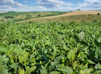 Fototapeta na wymiar fresh soybean leaves in the foreground, close up of beautiful landscapes of crops on the hills