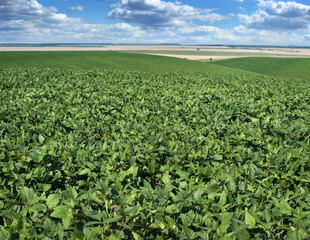 Soybean hills, waves close up of fresh green soybean leaves, agro landscape with beautiful sky