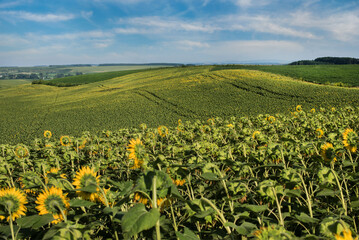 Fototapeta na wymiar sunflower fields on picturesque hills, inverted flower heads in the sun, agrarian summer landscape