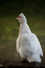 retrato de un pato American Pekin