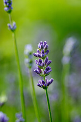 Blooming lavender flower on a green background, macro. 