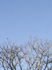 Obraz premium Branches over blue sky