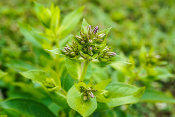 Phlox flower beginning to bloom. Greenery on the plant and grass.