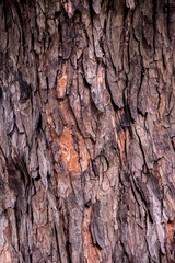 textura rugosa de un viejo tronco de un árbol