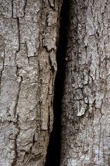 textura rugosa de un viejo tronco de un árbol