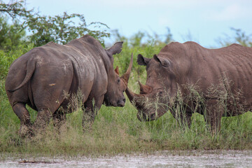 Obraz premium Two white rhino bulls, Kruger National Park, South Africa