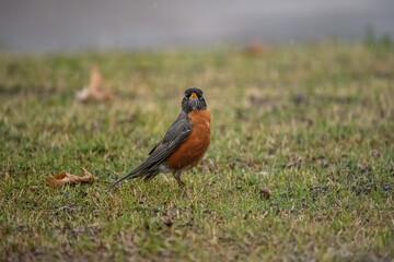 Robin Standing in the Rain