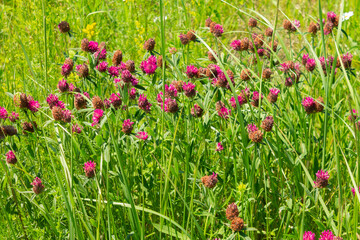 Red clover flowers in the meadow. Red clover, close up