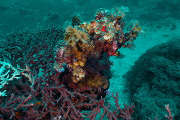Fototapeta na wymiar Nature Red Sea