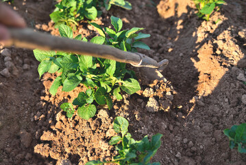 processing rows of young potatoes by hand with a hoe on a plantation, potatoes on a field in the sun, close-up