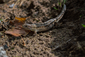 Gray lizard among the grass