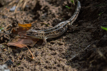 Gray lizard among the grass