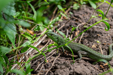 Green lizard among the grass