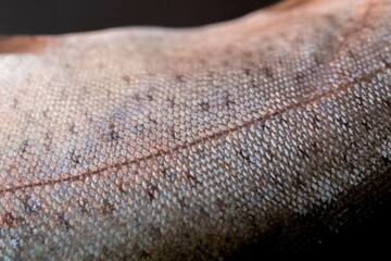 Close up of trout fish scale texture. © Studio Cobalt