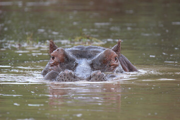 Hippopotamus in the water, Kruger National Park, South Africa