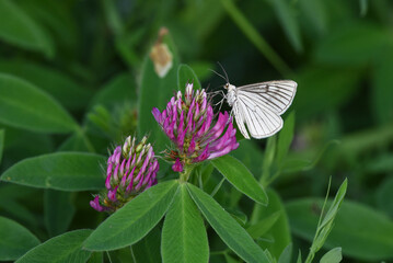 Cabbage butterfly