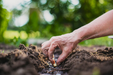 Planting agricultural seeds on a bed in the garden. Cultivated land close up. Gardening concept. Agriculture plants growing in bed row
