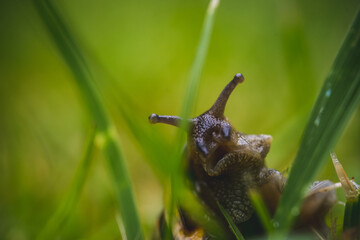 Snail in garden