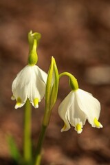 Obraz premium Leucojum vernum - Spring snowflake - Spring in the garden