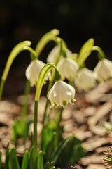 Leucojum vernum - Spring snowflake - Spring in the garden