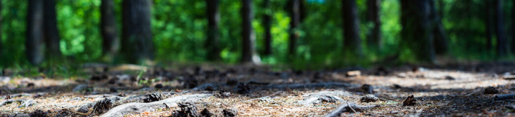 Close-up roots of pine in forest. Low point of view in nature landscape with strong blurry background. Ecology environment
