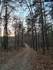 path in the forest