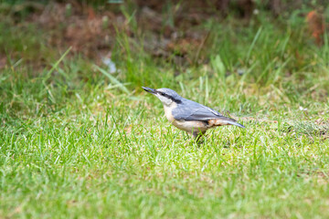 Close up of a Nuthatch, Sitta europaea, with gray plumage and beige belly feathers on the back a white throat and cheeks and a nice continuous black eye stripe in feeding position on the ground