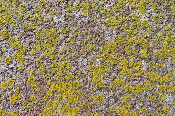 Textura de piedra con musgo color amarillo, sirve de fondo