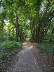 Grabiszyński Park in Wrocław, park alley, linden trees and other trees, lots of shade, spring