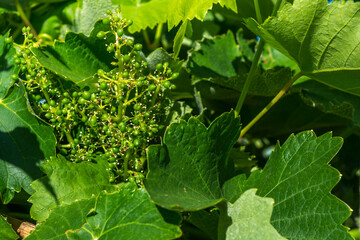 Fototapeta premium Vineyards