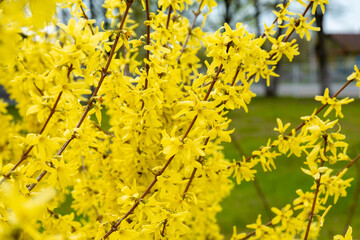 forsythia yellow flowers blooming in spring. blooming forsythia bush close-up. yellow bush blooms in spring. forsitia flowers. natural yellow background for design.
