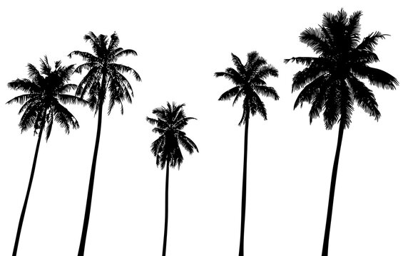Black palm trees for decoration. Palm tree silhouette on a white background. Isolated illustration five tropical palms.
