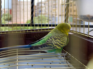 Small parrot inside a small cage