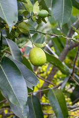A lemon branch with an organic lemon inside of the garden