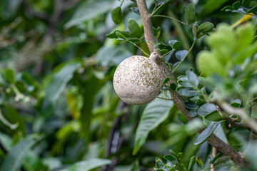 A selectively focused wood apple or limonia acidissima fruit growing in the garden with copy space