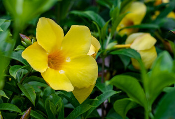 Allamanda cathartica or yellow trumpet flower close up in the garden with copy space