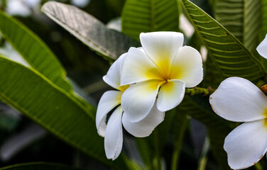 Obraz premium Beautiful frangipani or plumeria flower close up on a branch in the garden