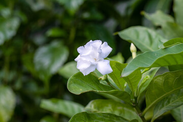 Beautiful white jasmine flower close up in the garden with copy space