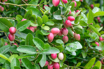 Bunch of fresh red carissa carandas growing in the garden close up