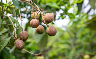 Fototapeta premium Fresh longan fruits growing on a branch in the garden close up with copy space