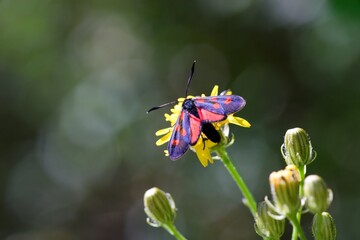 Colorful brown and white butterfly on a flower