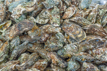 Fototapeta na wymiar a lot of freshly caught oysters, in high resolution
