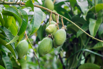 Young mango fruits growing on a branch in the garden close up