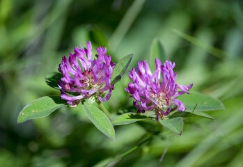 Meadow clover (Trifolium pratense) is ten centimeters to a meter tall, perennial, dicotyledonous herb of the legume family. Incorrectly called as red clover