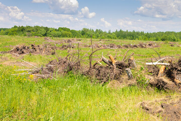 Uprooted tree roots and stumps. Deforestation concept. The stumps were uprooted from the ground....